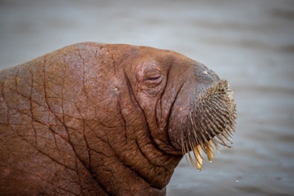 Picture of WALRUS