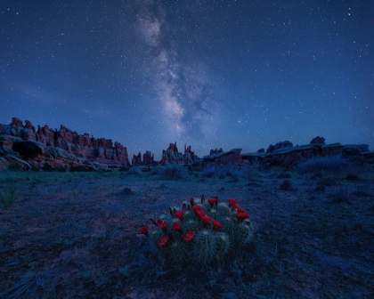 Picture of MILKY WAY OVER BLOOMING CACTUS IN NEEDLES DISTRICT