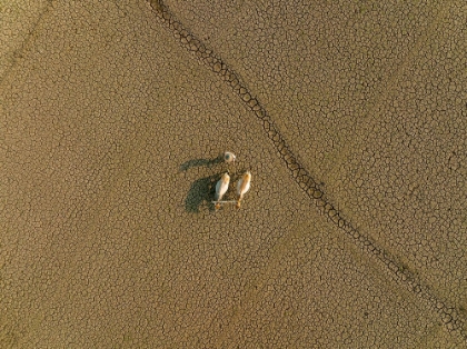 Picture of DRIED LAND