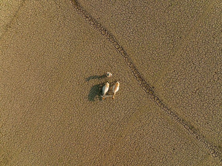 Picture of DRIED LAND