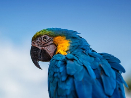 Picture of OSGAR THE PARROT.