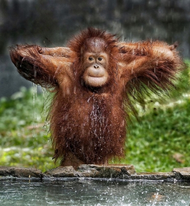 Picture of YOUNG ORANGUTAN