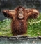Picture of YOUNG ORANGUTAN