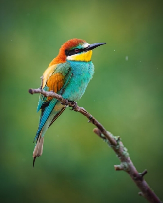 Picture of THE EUROPEAN BEE-EATER (MEROPS APIASTER)