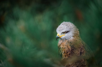 Picture of THE BLACK KITE (MILVUS MIGRANS)