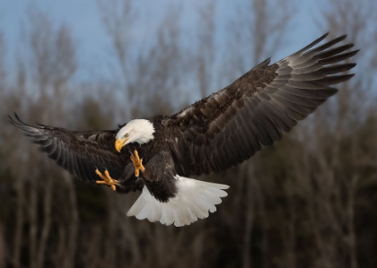 Picture of AMERICAN BALD EAGLE