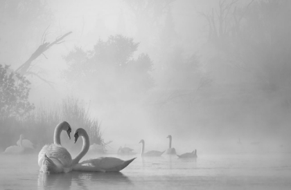 Picture of MORNING FOG ON SWAN LAKE
