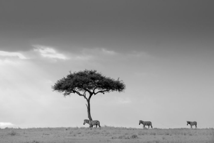 Picture of ZEBRA AND TREE