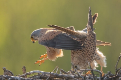 Picture of KESTREL MATING