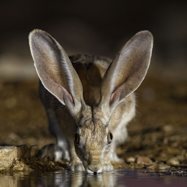 Picture of HARE