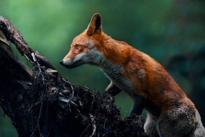 Picture of RED FOX ON PATROL