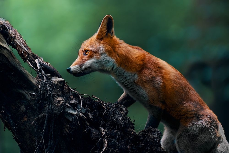 Picture of RED FOX ON PATROL