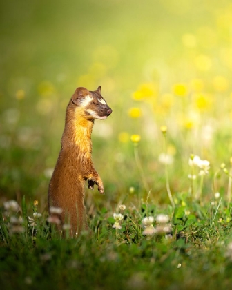 Picture of THE ELUSIVE LONG TAILED WEASEL WITH EYES CLOSED
