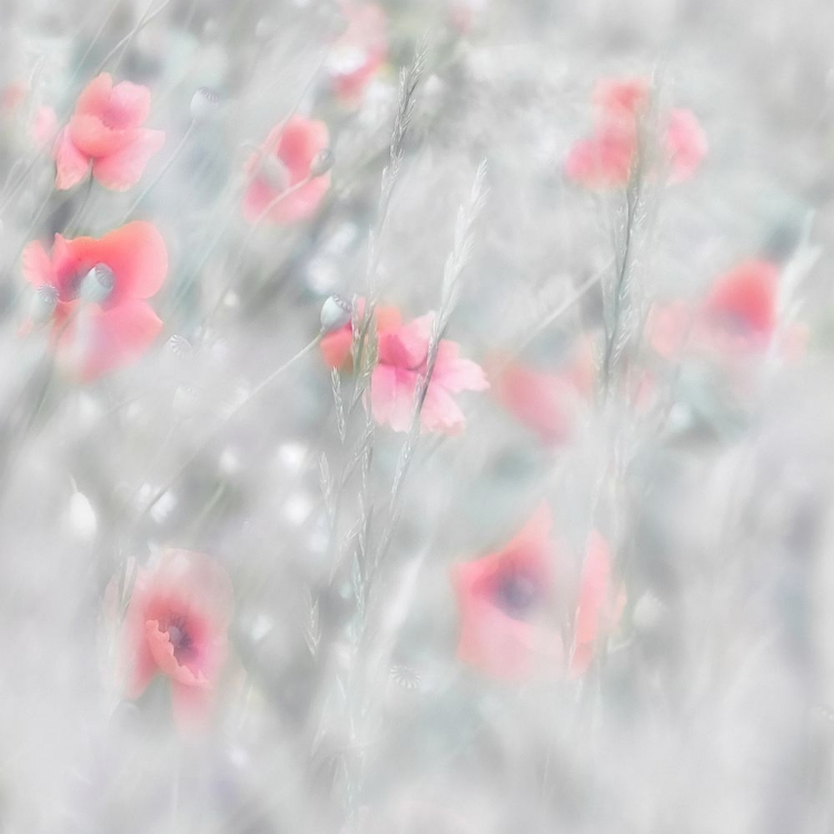 Picture of POPPIES