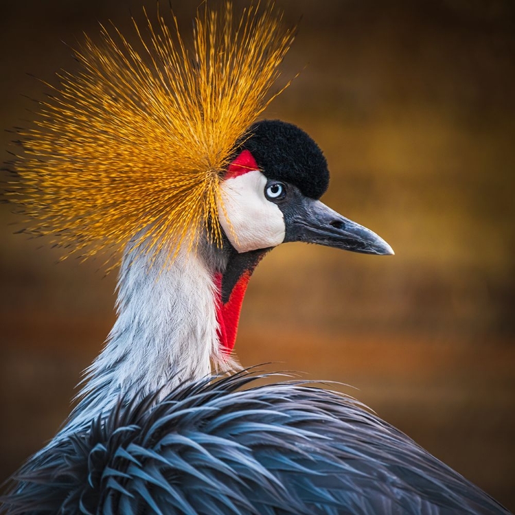 Picture of BLACK CROWNED CRANE