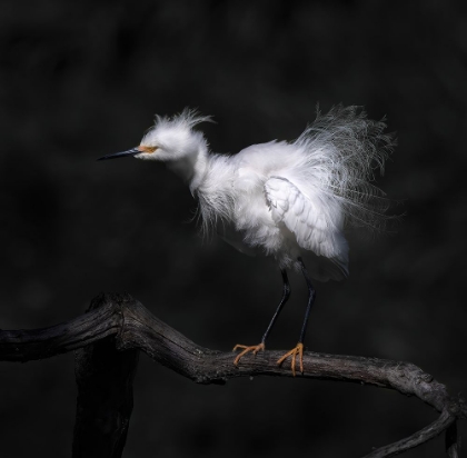 Picture of SHOW OFF BREEDING PLUMAGE