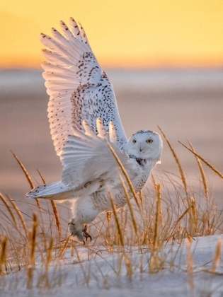 Picture of SNOWY OWL