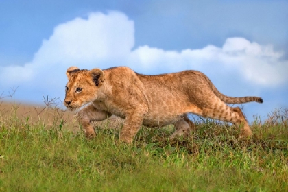 Picture of LION CUB ON THE PROWL