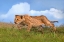 Picture of LION CUB ON THE PROWL
