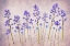 Picture of UNTITLED