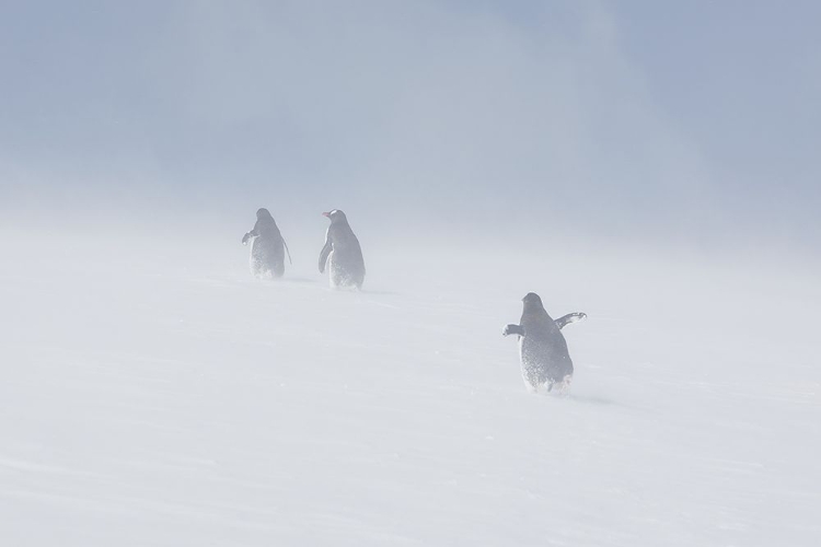 Picture of IN THE SNOWSTORM