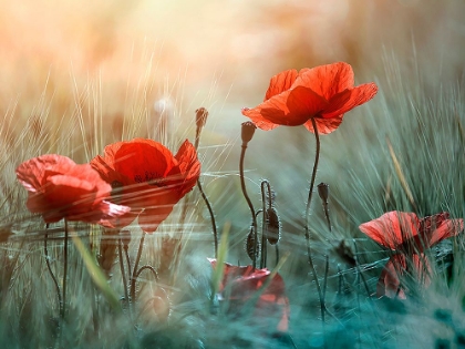 Picture of THE RED POPPIES