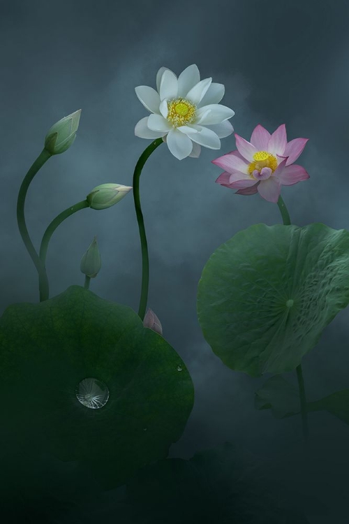 Picture of LOTUS