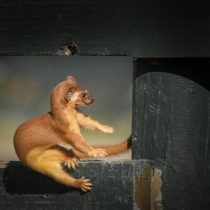 Picture of TAKE A REST