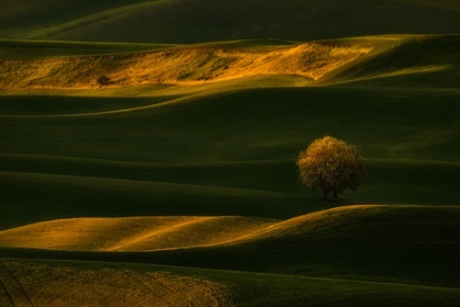 Picture of BRIGHT LONELY TREE