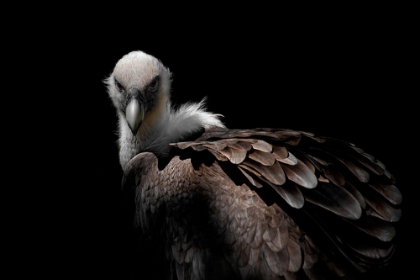 Picture of GRIFFON VULTURE