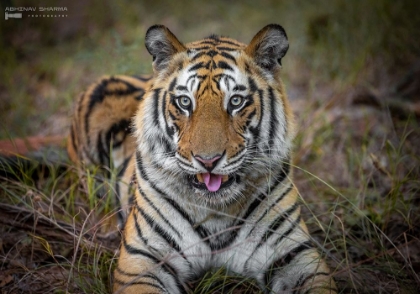 Picture of CHEEKY TIGER