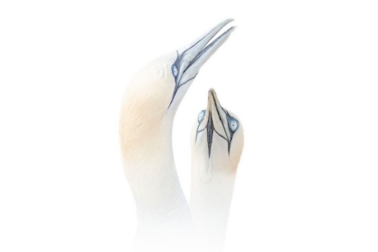 Picture of GREETING BETWEEN A COUPLE OF GANNETS