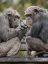 Picture of MONKEYPHONE