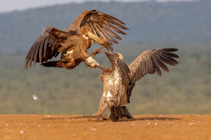 Picture of VULTURE FIGHT