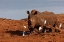 Picture of RED RHINO