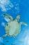 Picture of THAC WORM
