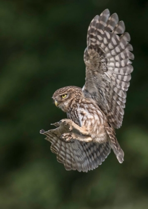 Picture of LITTLE OWL