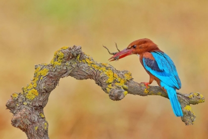 Picture of WHITE THROATED KINGFISHER