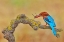 Picture of WHITE THROATED KINGFISHER
