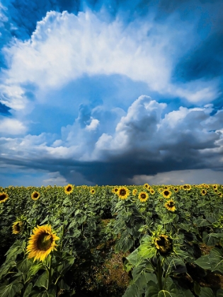 Picture of SUNFLOWER STORM