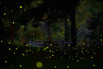 Picture of AMAZING FIREFLIES LIGHT