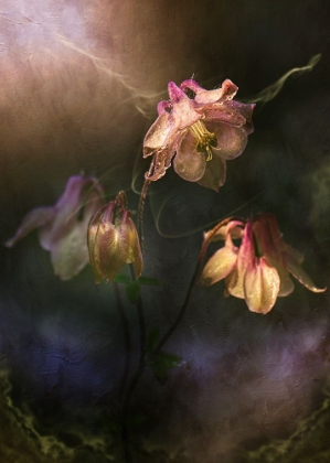 Picture of COMMON COLUMBINE