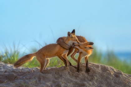 Picture of RED FOXES PLAYING ON BEACH