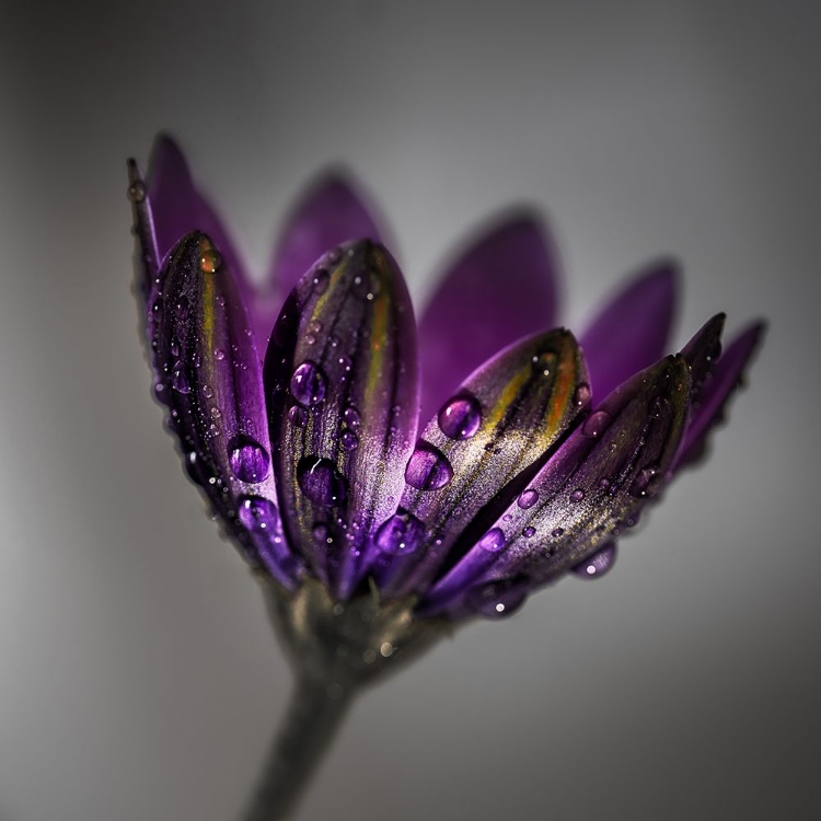 Picture of BROAD-LEAVED ANEMONE