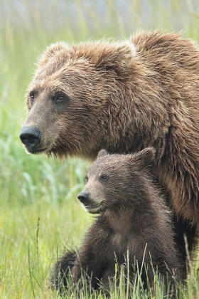 Picture of MOMMA BEAR AND CUB PORTRAIT