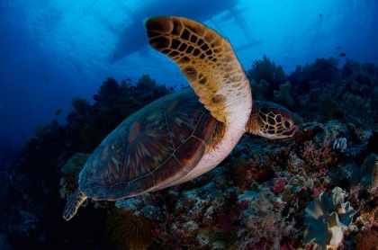 Picture of GREEN SEA TURTLE