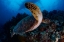 Picture of GREEN SEA TURTLE