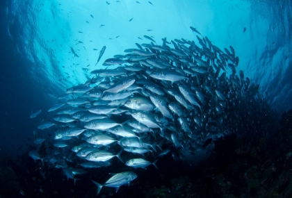 Picture of CREVALLE JACK FISH