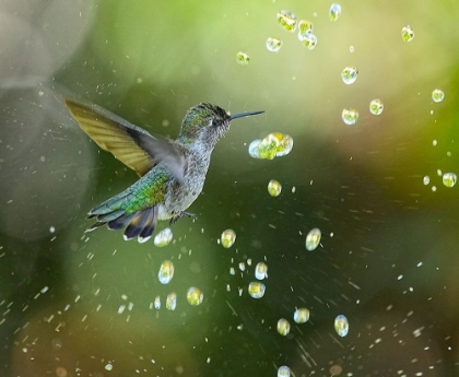 Picture of A SHOWER OF DIAMONDS