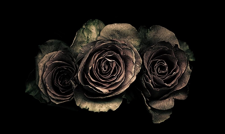 Picture of ROSES